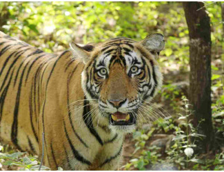 Royal Golden Triangle Tour with Tigers & Taj Sunrise, 7 Days